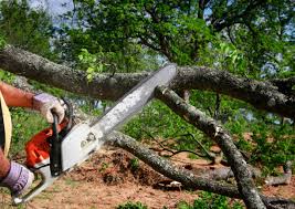 Best Arborist Consultation Services  in USA